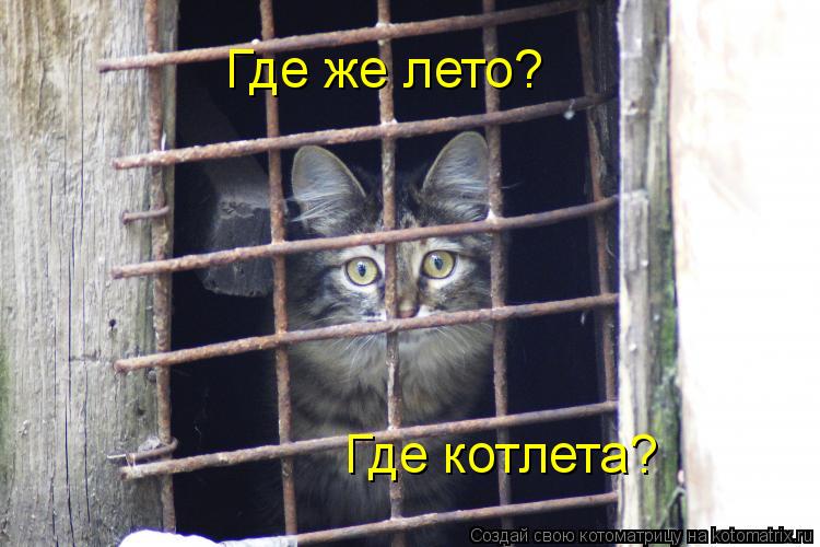 Котоматрица: Где же лето? Где котлета?