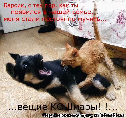 Котоматрица: Барсик, с тех пор, как ты меня стали постоянно мучить... появился в нашей семье, ...вещие КОШмары!!!...