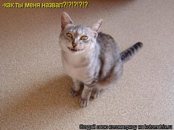 Котоматрица: -как ты меня назвал?!?!?!?!?