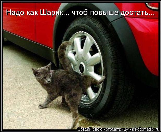 Котоматрица: Надо как Шарик... чтоб повыше достать...