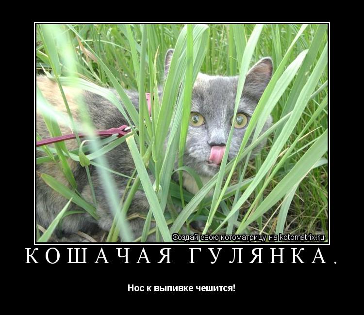 Кошачая гулянка. Нос к выпивке чешится!... Котоматрица: Кошачая гулянка. Нос к выпивке чешится!