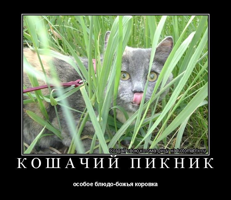 КОШАЧИЙ ПИКНИК особое блюдо-божья коровка... Котоматрица: КОШАЧИЙ ПИКНИК особое блюдо-божья коровка