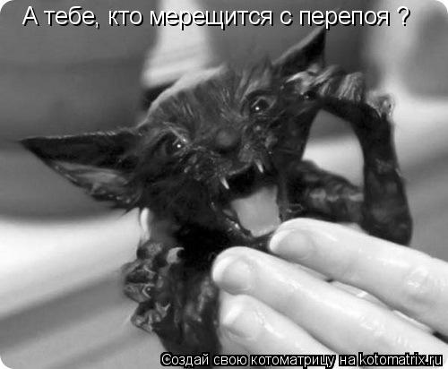 Котоматрица: А тебе, кто мерещится с перепоя ?