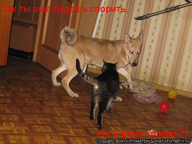 Котоматрица: так ты еще будешь спорить, кто в доме хозяин?!!