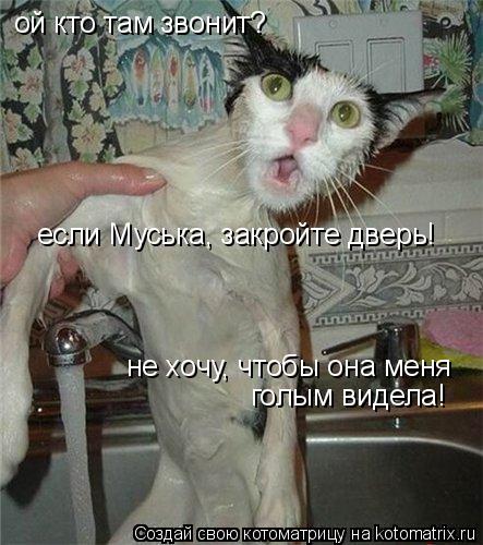 Котоматрица: ой кто там звонит? если Муська, закройте дверь! не хочу, чтобы она меня  голым видела!