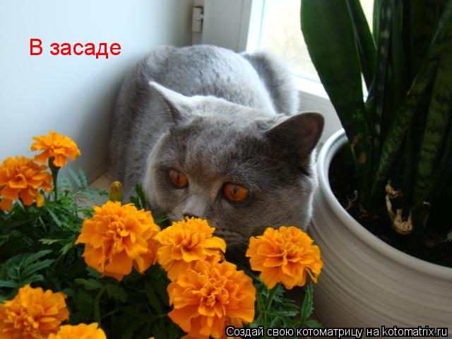 Котоматрица: В засаде