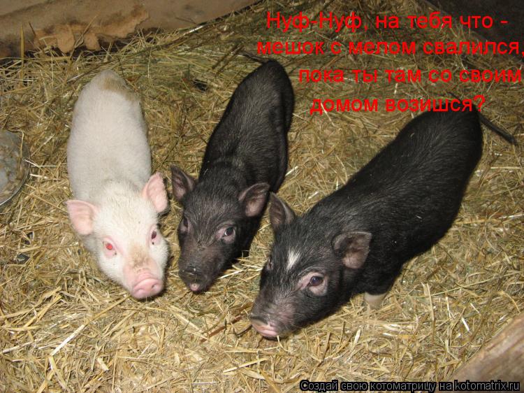 Котоматрица: Нуф-Нуф, на тебя что -  мешок с мелом свалился, пока ты там со своим домом возишся?