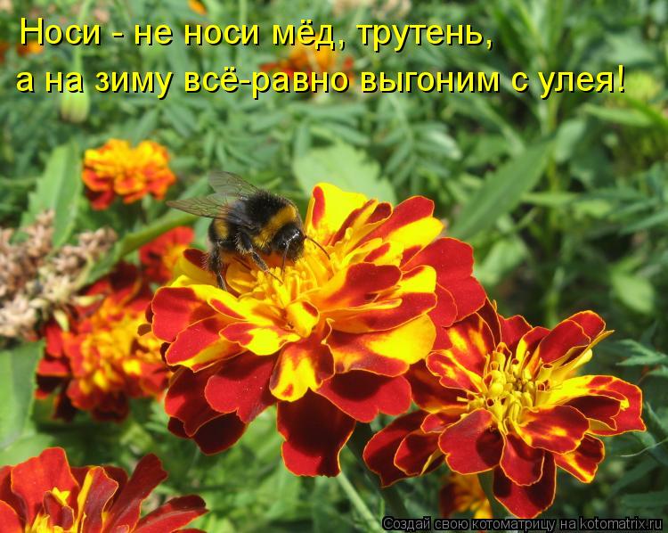 Котоматрица: Носи - не носи мёд, трутень, а на зиму всё-равно выгоним с улея!