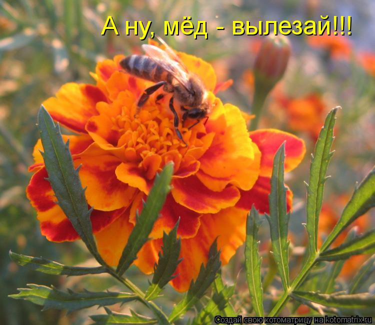 А ну, мёд - вылезай!!!... Котоматрица: А ну, мёд - вылезай!!!