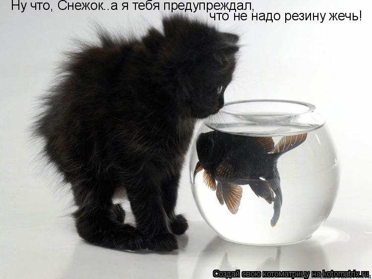 Ну что, Снежок..а я тебя предупреждал, что не надо резину жечь!... Котоматрица: Ну что, Снежок..а я тебя предупреждал, что не надо резину жечь!