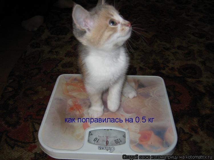 Котоматрица: как поправилась на 0.5 кг