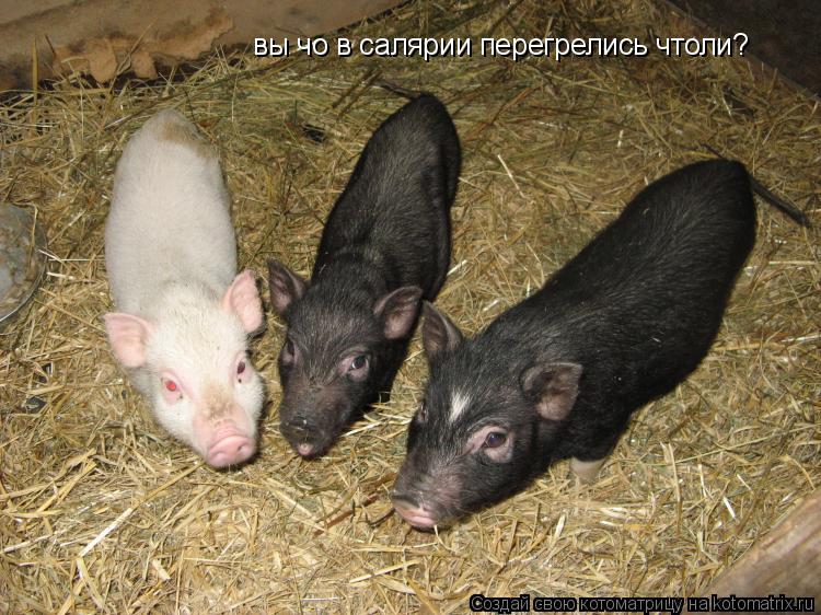 вы чо в салярии перегрелись чтоли?... Котоматрица: вы чо в салярии перегрелись чтоли?