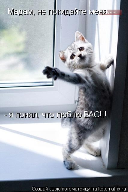 Мадам, не покидайте меня - я понял, что люблю ВАС!!!... Котоматрица: Мадам, не покидайте меня - я понял, что люблю ВАС!!!