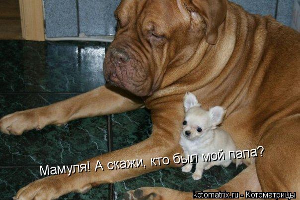 Мамуля! А скажи, кто был мой папа?... Котоматрица: Мамуля! А скажи, кто был мой папа?