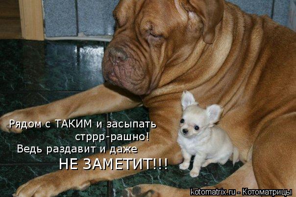 Рядом с ТАКИМ и засыпать стррр-рашно! Ведь раздавит и даже НЕ ЗАМЕТИТ!!!... Котоматрица: Рядом с ТАКИМ и засыпать стррр-рашно! Ведь раздавит и даже НЕ ЗАМЕТИТ!!!