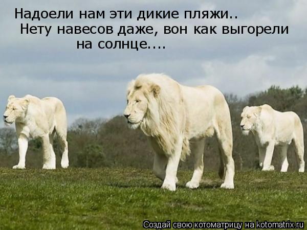 Надоели нам эти дикие пляжи.. Нету навесов даже, вон как выгорели на солнце....... Котоматрица: Надоели нам эти дикие пляжи.. Нету навесов даже, вон как выгорели на солнце....