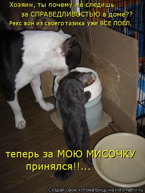 Хозяин, ты почему не следишь за СПРАВЕДЛИВОСТЬЮ в доме?? Рекс вон из своего тазика уже ВСЕ ПОЕЛ, тепе... Котоматрица: Хозяин, ты почему не следишь за СПРАВЕДЛИВОСТЬЮ в доме?? Рекс вон из своего тазика уже ВСЕ ПОЕЛ, теперь за МОЮ МИСОЧКУ принялся!!...