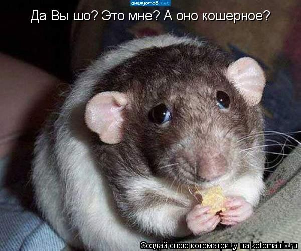 Да Вы шо? Это мне? А оно кошерное?... Котоматрица: Да Вы шо? Это мне? А оно кошерное?