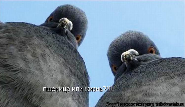 пшеница или жизнь?!!!... Котоматрица: пшеница или жизнь?!!!