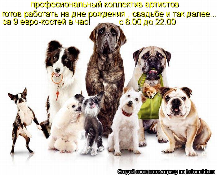 професиональный коллектив артистов готов работать на дне рождения , свадьбе и так далее..... за 9 евр... Котоматрица: професиональный коллектив артистов готов работать на дне рождения , свадьбе и так далее..... за 9 евро-костей в час! с 8.00 до 22.00