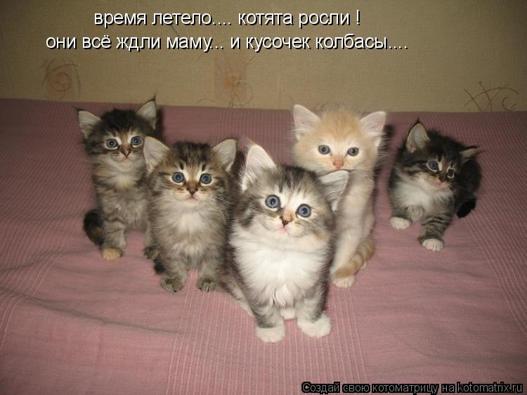 время летело.... котята росли ! они всё ждли маму... и кусочек колбасы....... Котоматрица: время летело.... котята росли ! они всё ждли маму... и кусочек колбасы....