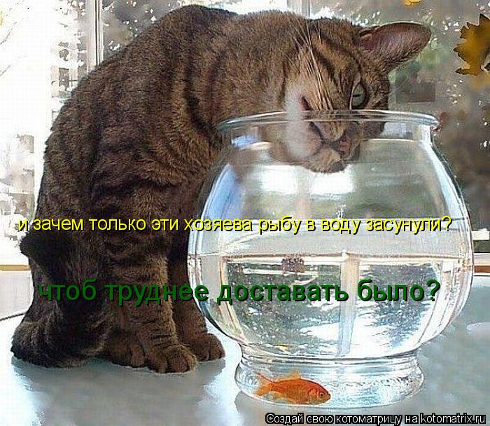 и зачем только эти хозяева рыбу в воду засунули? чтоб труднее доставать было?... Котоматрица: и зачем только эти хозяева рыбу в воду засунули? чтоб труднее доставать было?
