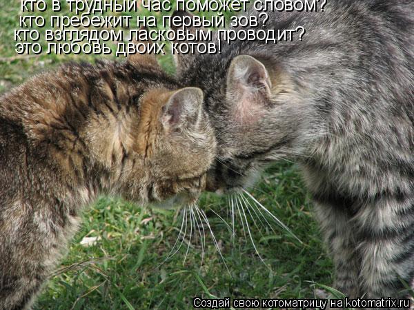 кто в трудный час поможет словом? кто пребежит на первый зов? кто взглядом ласковым проводит? это люб... Котоматрица: кто в трудный час поможет словом? кто пребежит на первый зов? кто взглядом ласковым проводит? это любовь двоих котов!