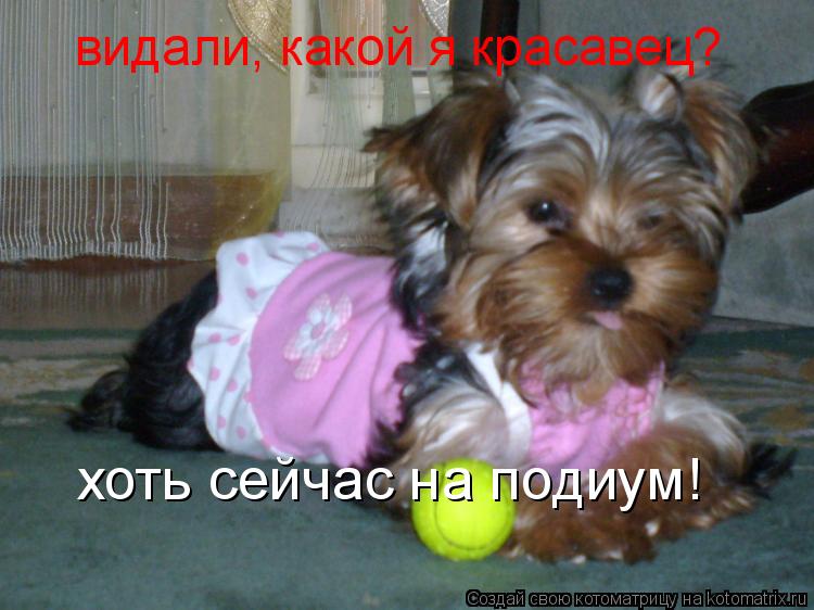 видали, какой я красавец? хоть сейчас на подиум!... Котоматрица: видали, какой я красавец? хоть сейчас на подиум!