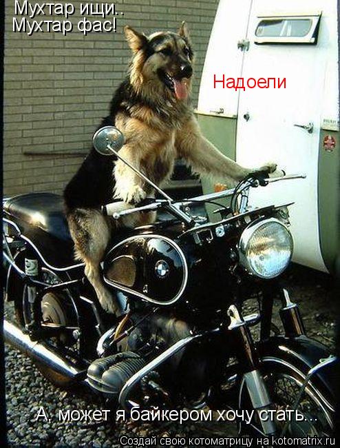 Мухтар ищи.. Мухтар фас! Надоели А, может я байкером хочу стать...... Котоматрица: Мухтар ищи.. Мухтар фас! Надоели А, может я байкером хочу стать...