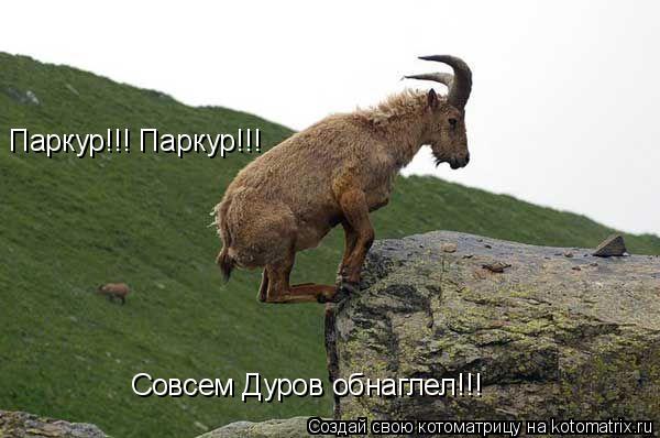 Паркур!!! Паркур!!! Совсем Дуров обнаглел!!!... Котоматрица: Паркур!!! Паркур!!! Совсем Дуров обнаглел!!!
