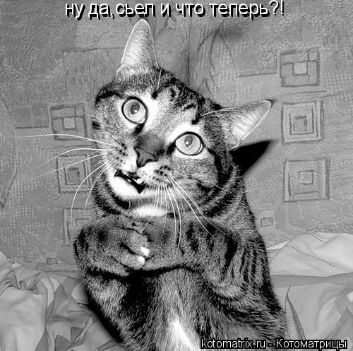 ну да,сьел и что теперь ну да,сьел и что теперь?!... Котоматрица: ну да,сьел и что теперь ну да,сьел и что теперь?!
