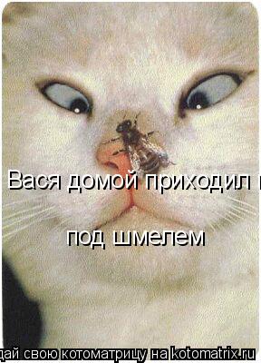 Вася домой приходил под шмелем под шмелем... Котоматрица: Вася домой приходил под шмелем под шмелем