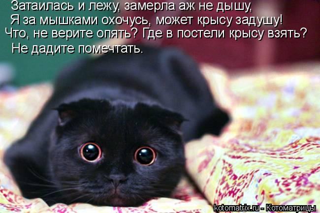 Затаилась и лежу, замерла аж не дышу, Я за мышками охочусь, может крысу задушу! Что, не верите опять?... Котоматрица: Затаилась и лежу, замерла аж не дышу, Я за мышками охочусь, может крысу задушу! Что, не верите опять? Где в постели крысу взять? Не дадите поме