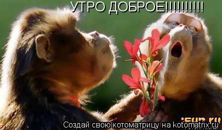 УТРО ДОБРОЕ!!!!!!!!!!... Котоматрица: УТРО ДОБРОЕ!!!!!!!!!!
