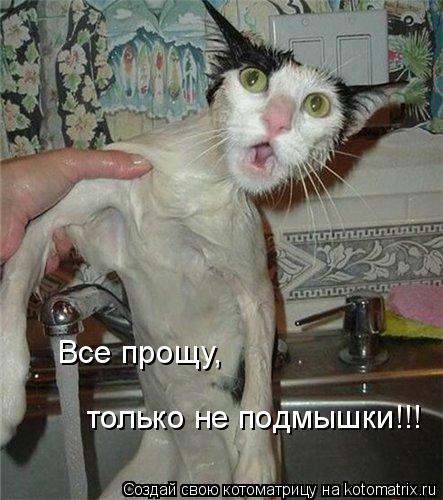 Все прощу, только не подмышки!!!... Котоматрица: Все прощу, только не подмышки!!!