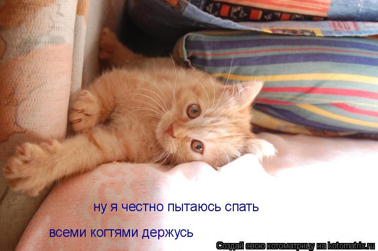 ну я честно пытаюсь спать всеми когтями держусь... Котоматрица: ну я честно пытаюсь спать всеми когтями держусь
