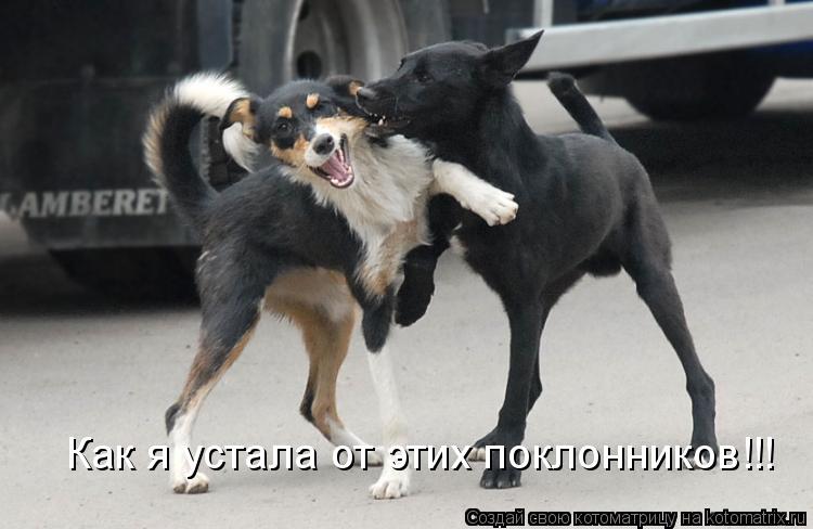 Как я устала от этих поклонников Как я устала от этих поклонников!!!... Котоматрица: Как я устала от этих поклонников Как я устала от этих поклонников!!!