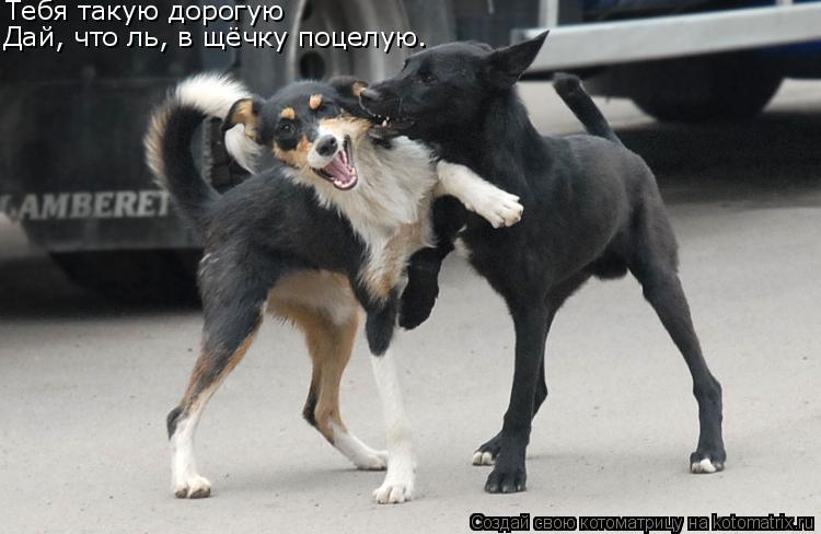 Дай, что ль, в щёчку поцелую. Тебя такую дорогую... Котоматрица: Дай, что ль, в щёчку поцелую. Тебя такую дорогую