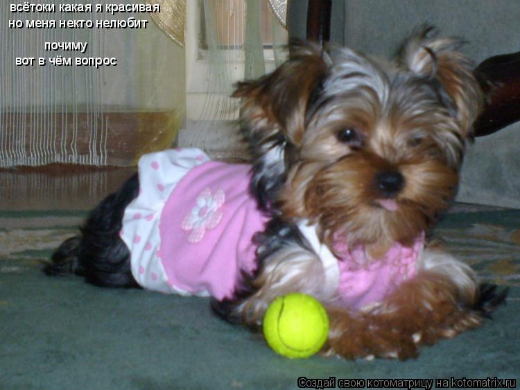 всётоки какая я красивая но меня некто нелюбит почиму вот в чём вопрос... Котоматрица: всётоки какая я красивая но меня некто нелюбит почиму вот в чём вопрос