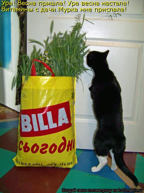 Ура! Весна пришла! Ура весна настала! Витамины с дачи Мурка мне прислала!... Котоматрица: Ура! Весна пришла! Ура весна настала! Витамины с дачи Мурка мне прислала!