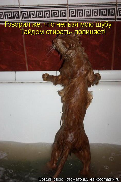 Говорил же, что нельзя мою шубу Тайдом стирать- полиняет!... Котоматрица: Говорил же, что нельзя мою шубу Тайдом стирать- полиняет!