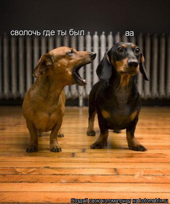 сволочь где ты был аа... Котоматрица: сволочь где ты был аа