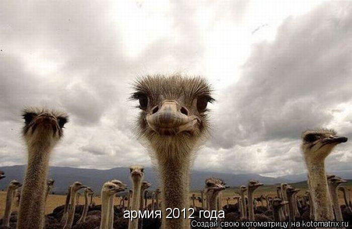 армия 2012 года... Котоматрица: армия 2012 года