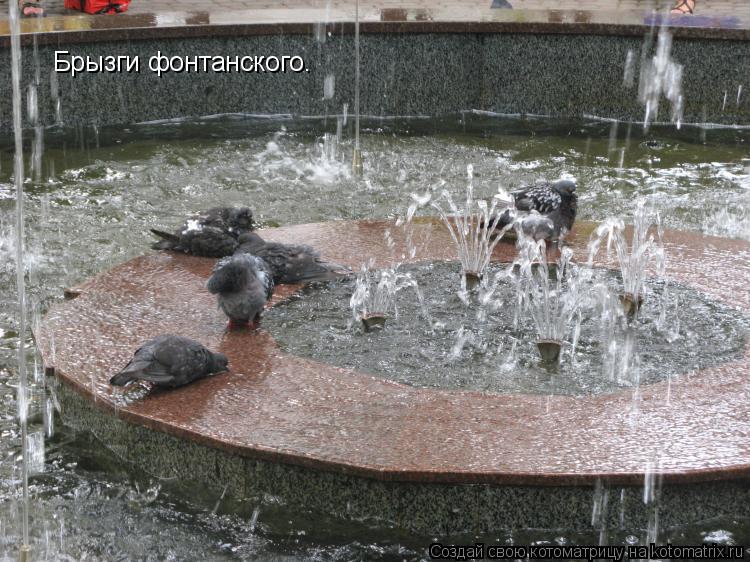 Брызги фонтанского.... Котоматрица: Брызги фонтанского.