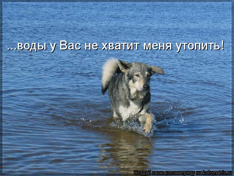 ...воды у Вас не хватит меня утопить!... Котоматрица: ...воды у Вас не хватит меня утопить!