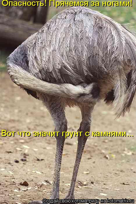 Вот что значит грунт с камнями... Опасность! Прячемся за ногами!... Котоматрица: Вот что значит грунт с камнями... Опасность! Прячемся за ногами!