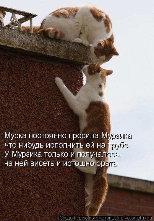 Мурка постоянно просила Мурзика что нибудь исполнить ей на трубе У Мурзика только и получалось на ней... Котоматрица: Мурка постоянно просила Мурзика что нибудь исполнить ей на трубе У Мурзика только и получалось на ней висеть и истошно орать