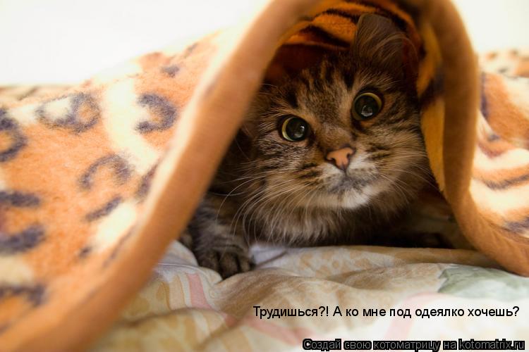 Трудишься?! А ко мне под одеялко хочешь?... Котоматрица: Трудишься?! А ко мне под одеялко хочешь?