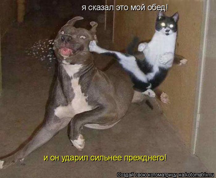 я сказал это мой обед! и он ударил сильнее прежднего!... Котоматрица: я сказал это мой обед! и он ударил сильнее прежднего!