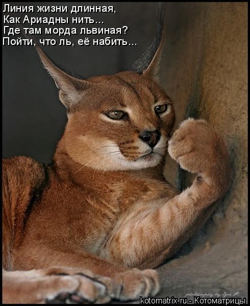 Линия жизни длинная, Как Ариадны нить... Где там морда львиная? Пойти, что ль, её набить...... Котоматрица: Линия жизни длинная, Как Ариадны нить... Где там морда львиная? Пойти, что ль, её набить...